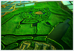 Aerial Ming Green Lake