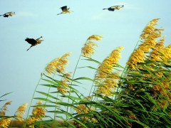芦荡飞鹤