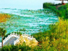 鸣翠湖韵之碧湖桥畔