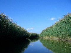 鸣翠湖芦苇迷宫水道 近景
