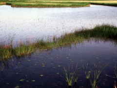 鸣翠湖湿地
