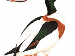 翘鼻麻鸭