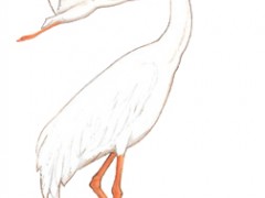白鹤
