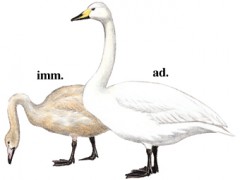 大天鹅