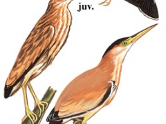 黄斑苇鳽