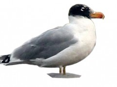 鱼鸥