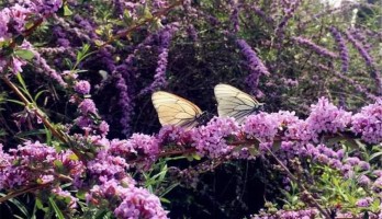 今夏，这里满眼的蝴蝶纷飞，一不小心就让你迷了眼......