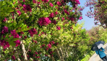 想和你在鸣翠湖的花海里走一走，看初夏繁花散尽也不停留。